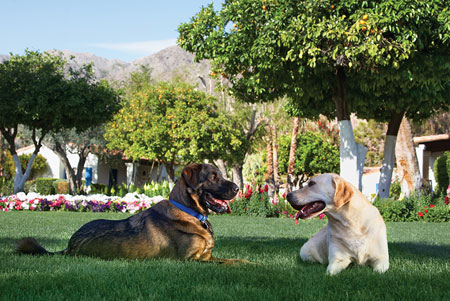 La Quinta Dogs